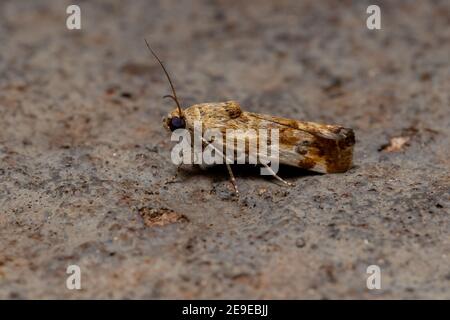 Petite Moth jaune de la Tribe Acontiini Banque D'Images