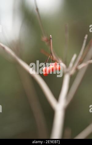 Baies rouges Hawthorn sur la brousse en bokeh naturel flou Banque D'Images
