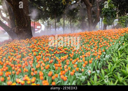 Tulipes colorées le jour de printemps venteux. Banque D'Images