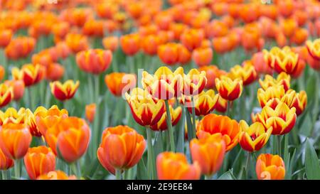 Tulipes colorées le jour de printemps venteux. Banque D'Images