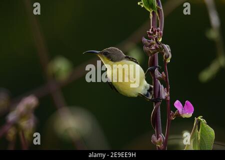 sunbird accroché dans la branche de la plante dans le soirée au milieu des verts Banque D'Images