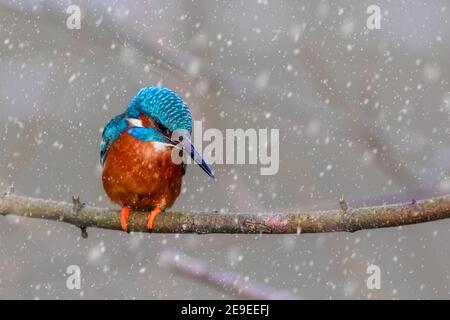 Gros plan de Kingfisher perché sur la branche par temps neigeux Banque D'Images