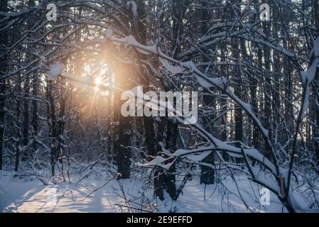 Coucher de soleil dans la forêt d'hiver, beau paysage d'hiver de troncs d'arbres couverts de neige Banque D'Images