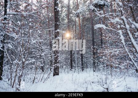 L'hiver fond de coucher des rayons du soleil dans la forêt d'hiver, beau paysage d'hiver de troncs d'arbres couverts de neige Banque D'Images