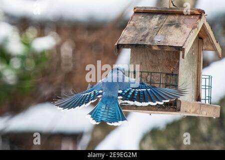 geai bleu au mangeoire à oiseaux de l'arrière-cour Banque D'Images