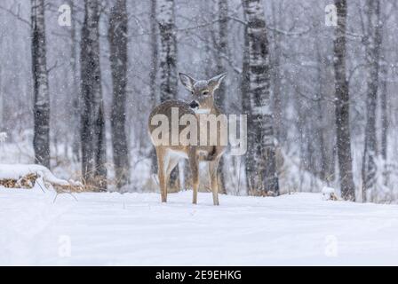 La faible neige qui tombe sur un cerf de Dupont dans le nord du Wisconsin. Banque D'Images