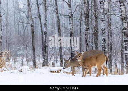 Le cerf biche debout au bord de la forêt dans le nord du Wisconsin. Banque D'Images