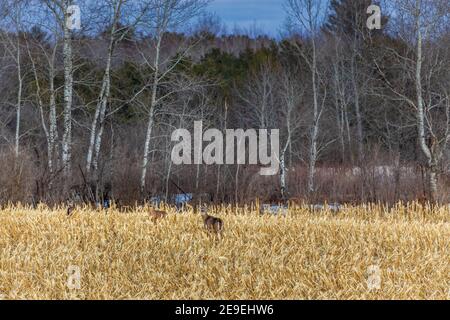 Cerf de Virginie dans un champ de maïs coupé dans le nord du Wisconsin. Banque D'Images