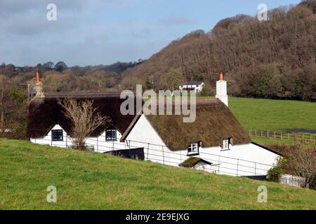 Maisons en bois et en chaume, Architecture, Awe, Beauté, extérieur du bâtiment, charmant, maïs, Cottage, cultures, mignon, Devon, Angleterre, Culture anglaise, Banque D'Images