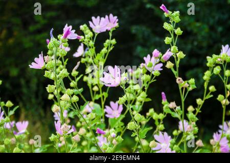 Althaea officinalis, ou fleurs de mash-malow sur fond vert de prairie Banque D'Images