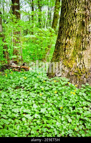 FICAria verna, communément appelé célandine ou pileport de moindre importance, est une plante à fleurs vivaces à faible croissance et sans poils Banque D'Images