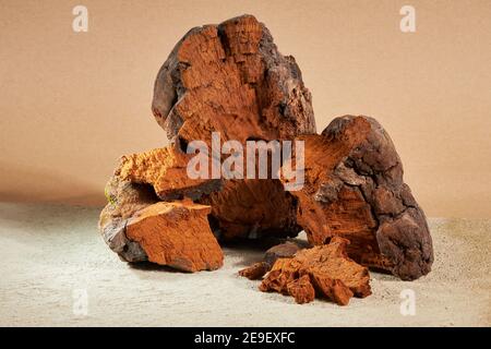 Morceaux de champignons chaga naturels sur fond beige. Inonotus obliquus est une plante médicale. Banque D'Images