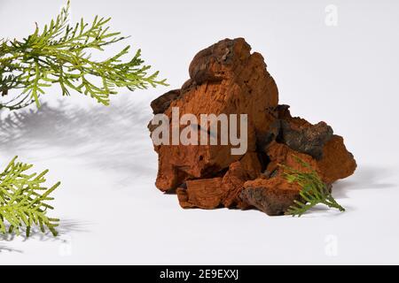 Champignons de chaga naturels sur fond blanc. Inonotus obliquus est une plante médicale. Banque D'Images