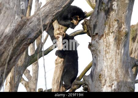 Deux ours spectaculaires, en latin, appelés Tremarctos ornatus, jouent ensemble et grimpent sur des branches d'arbres. C'est un ours court d'Amérique du Sud. Banque D'Images