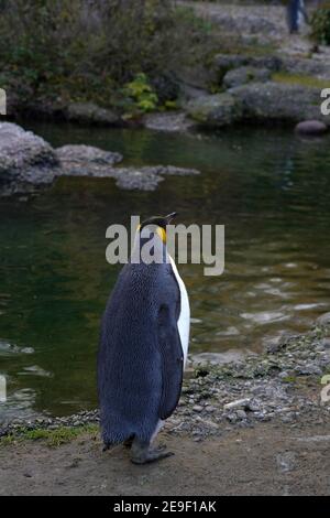 Grand pingouin, en latin appelé Aptenodytes patagonicus, dans la vue arrière en marchant regardant sur un petit étang l'autre rive où il ya le reste du troupeau. Banque D'Images