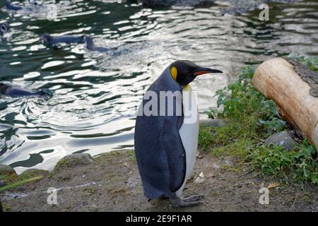 Pingouin roi, en latin appelé Aptenodytes patagonicus, en vue latérale. Il est debout sur une rive d'un petit étang dans l'enceinte. Banque D'Images