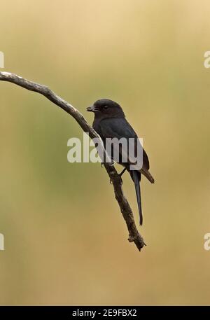 Southern Black-flycatcher (Melaenornis pammelaina) immature perchée sur une branche avec une proie d'insecte dans le PN de bec Kruger, Afrique du Sud Novembre Banque D'Images