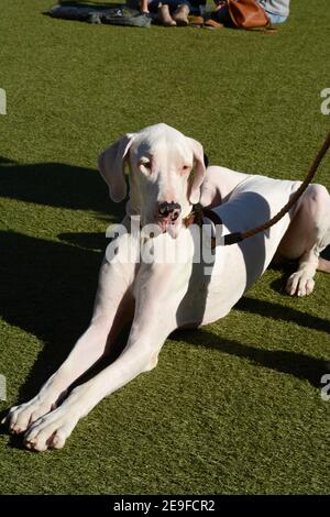 Un grand Dane sur une laisse se détend sur l'herbe dans un parc dans le populaire quartier de Pearl Entertainment à San Antonio, Texas. Banque D'Images