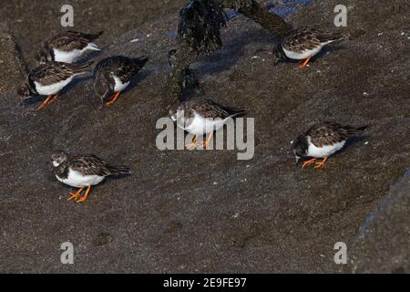 Ruddy Turnstone (Arenaria interprés interpretos) se nourrit de la roche humide Eccles-on-Sea, Norfolk, Royaume-Uni Décembre Banque D'Images