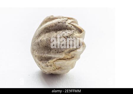 Fossile sur un fond blanc de bivalve Ostee, Neithea ou Pecten, trouvé sur les pentes de la Maiella. Banque D'Images