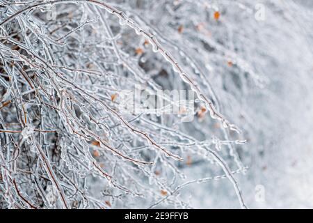 Pluie verglaçante, risques de givrage. Branche d'arbre surgelée dans la ville d'hiver. Gros plan sur les branches d'arbres glacés. Glaçage, buissons gelés. Mise au point sélective, bokeh Banque D'Images