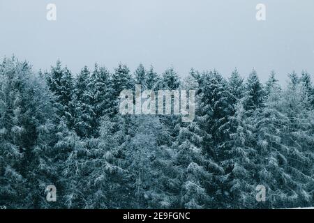 Une forêt bleue enneigée qui est en bleu Banque D'Images
