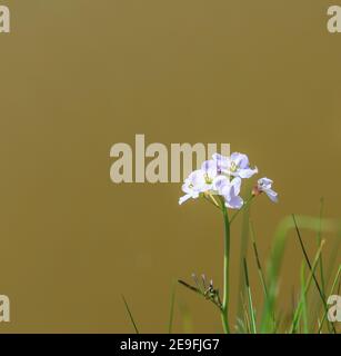 Une tête de fleur d'une Lady's Smock ou Cuckoo Flower, (Cardamine pratensis) au bord d'un canal avec de l'eau boueuse, Staffordshire, Angleterre, Royaume-Uni Banque D'Images