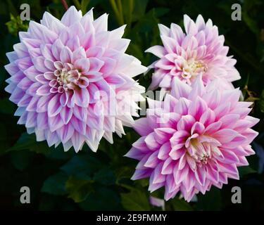 Ferncliff inspiration dahlia capturé à Swan Island Dahlias à Canby, Oregon, États-Unis Banque D'Images