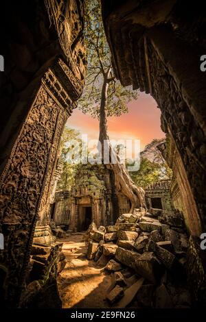 (Mise au point sélective) vue imprenable sur le temple de Ta Prohm avec un grand vieux arbre. Ta Prohm est le nom moderne du temple de Siem Reap, Cambodge. Banque D'Images