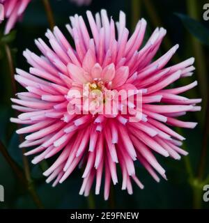 Premier Kiss dahlia capturé à Swan Island Dahlias à Canby, Oregon, États-Unis Banque D'Images