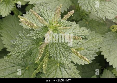 Détail de l'inflorescence de l'ortie de la poussette, Urtica dioica, Urticaceae Banque D'Images