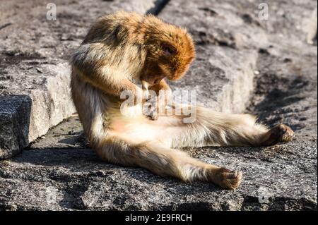 Berlin, Allemagne. 27 janvier 2021. Un singe Barbary (Macaca sylvanus) est assis au soleil et rit. D'une superficie de 160 hectares, le zoo est le plus grand parc animalier d'Europe. Il a près de 8,000 animaux. Credit: Kira Hofmann/dpa-Zentralbild/ZB/dpa/Alay Live News Banque D'Images