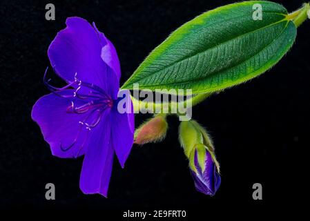 Fleur de gloire, fleur de princesse (Tibouchina urvilleana) Banque D'Images