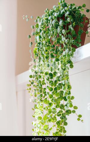 Peperomia prostrata aka 'Strouing of Turtas' sur fond blanc. Dainty feuilles à motifs peperomia maison de fuite dans un appartement moderne. Banque D'Images