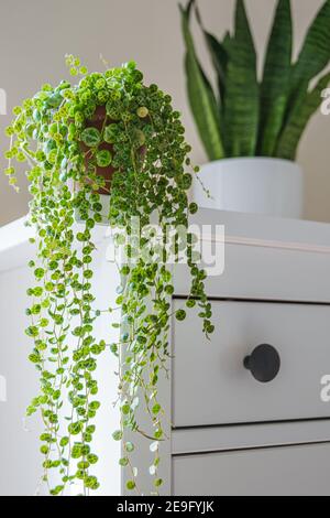 Peperomia prostrata aka 'Strouing of Turtas' sur fond blanc. Dainty feuilles à motifs peperomia maison de fuite dans un appartement moderne. Banque D'Images