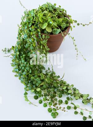 Peperomia prostrata aka 'Strouing of Turtas' sur fond blanc. Dainty feuilles à motifs peperomia maison de fuite dans un appartement moderne. Banque D'Images