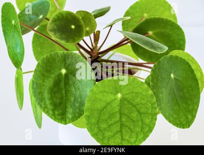 Gros plan sur la jolie usine chinoise de monnaie (pilea peperomioides) sur fond blanc. Détail moderne attrayant pour la maison sur fond blanc. Banque D'Images