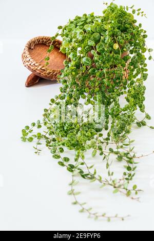 Peperomia prostrata aka 'Strouing of Turtas' sur fond blanc. Dainty feuilles à motifs peperomia maison de fuite dans un appartement moderne. Banque D'Images