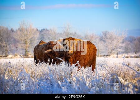 Bétail des Highlands sur un pré couvert de neige à Eastfrisa Banque D'Images