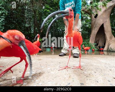 Escarpement captif ibis, Eudocimus ruber, Parque das Aves, Foz do Iguaçu, Etat de Paraná, Brésil.