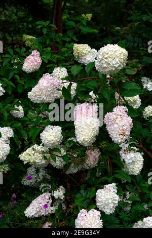Hydrangea paniculata rubis,hortengeas,fleurs blanches,panicules blanches,rose blanc tournant,RM Floral Banque D'Images