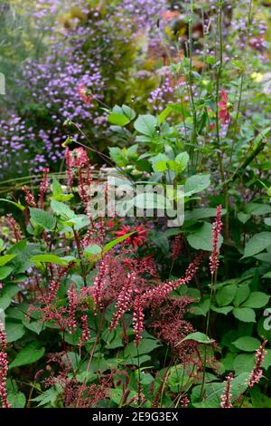 Persicaria ampelexicaulis Orange Field,corail orange-rose fleurs,monarda,thalictrum,dahlia,fleur,Floraison,florale,florerous,plan mixte de plantation,combinati Banque D'Images