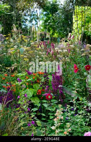 Sanguisorba Pink September,Astilbe chinensis var taquetii Purpurlanze,Lobelia x speciosa Hadspen Violet,Dahlia,foenicule vulgare purpueum,pourpre fen Banque D'Images