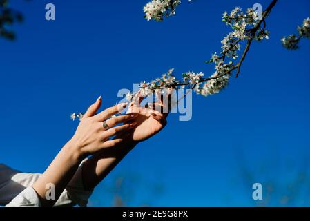Gros plan de belles mains féminines tenant une branche d'arbre fruitier et de fleurs en fleur. Arrière-plan de printemps délicat. Banque D'Images