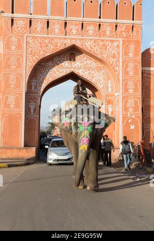 Inde Jaipur Elephant et Mahout passent par la porte d'Aimeri de la vieille ville Banque D'Images