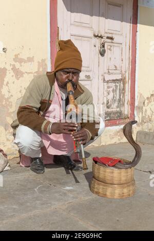 Inde Jaipur Snake Charmer en train de jouer avec Cobra Banque D'Images