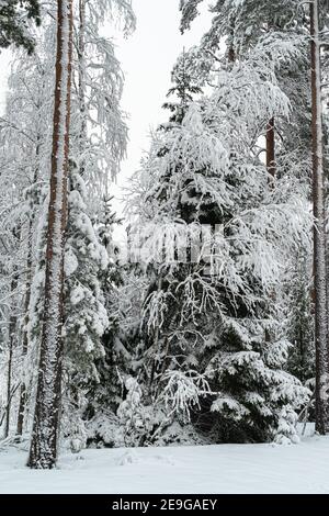 Paysage d'hiver dans une forêt mixte de pins et d'épicéa, en Scandinavie. Nature finlandaise. Photo de haute qualité Banque D'Images