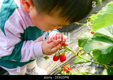 Cueillette des fraises (bébé asiatique, bébé coréen) Banque D'Images