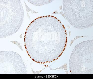 Marquage avec la bromodéoxiuridine (BrdU) des cellules en prolifération. Les spermatogonies d'un seul tube séminifère sont fortement marquées. Le voisin Banque D'Images
