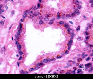 Épithélium sécrétoire de la vésicule séminale. Est un épithélium columnaire, qui montre un pigment jaune-or très caractéristique. Banque D'Images